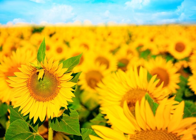 Girasol floreciente en el campo