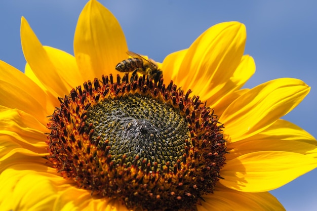 Girasol floreciente contra el cielo azul