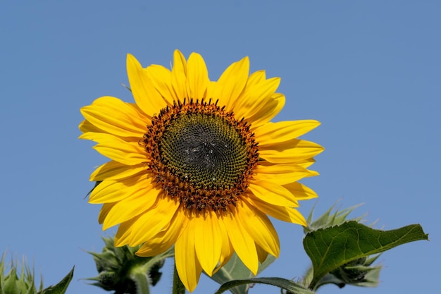 Girasol floreciente contra el cielo azul