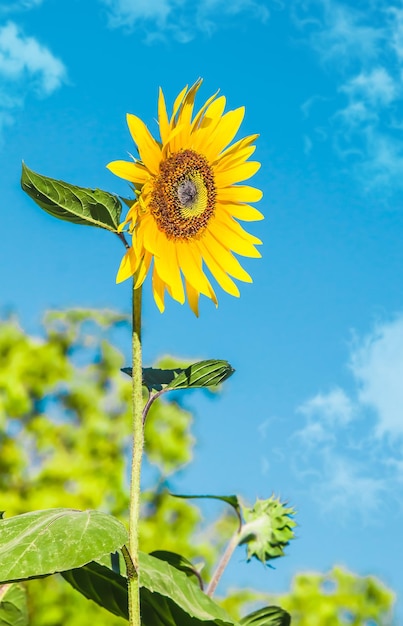 Girasol floreciente contra el cieloSemillas de girasol del campo de girasol