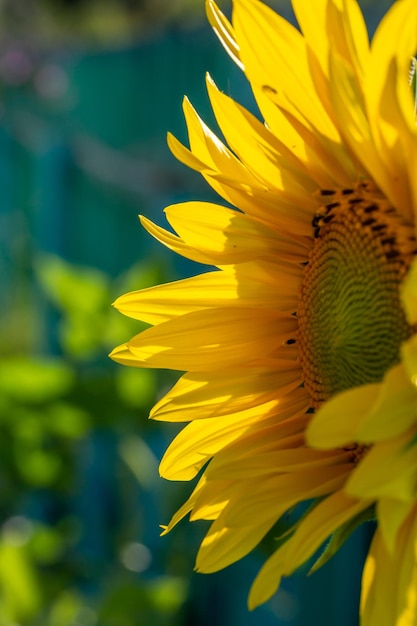 Girasol floreciente en una fotografía macro de fondo verde en un día soleado de verano.