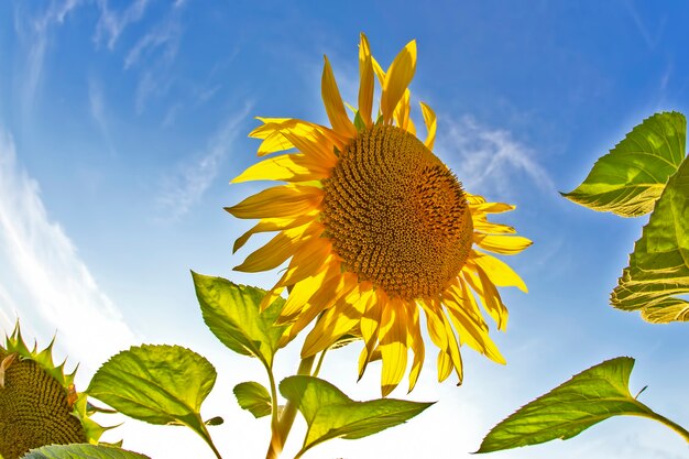 Girasol floreciente en la luz del sol con el telón de fondo de un cielo brillante