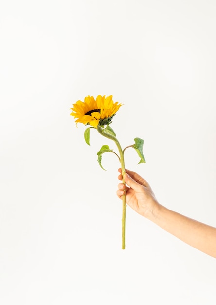 Girasol floreciente con pétalos amarillos en la mano sobre fondo blanco Orientación vertical