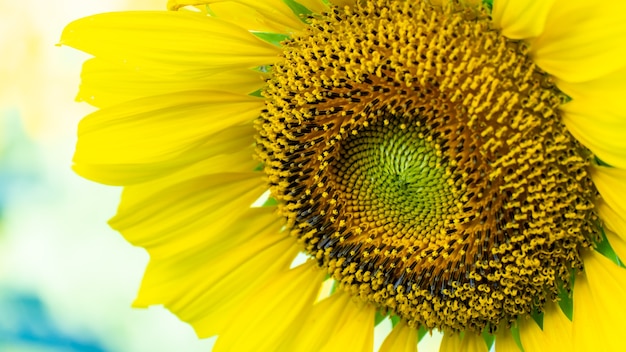 girasol floreciente. Planta y árbol con fondo natural.