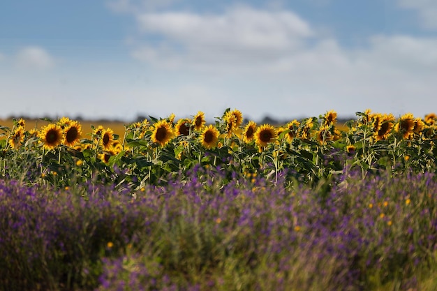 Girasol floreciente sobre un fondo borroso de flores silvestres y cielo azul con nubes