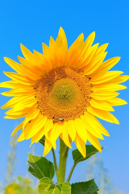 Girasol floreciente sobre un fondo de cielo azul