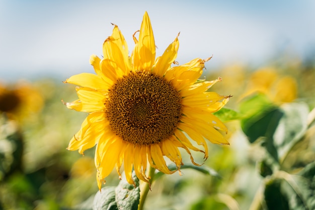 Girasol floreciente vibrante en un día soleado.