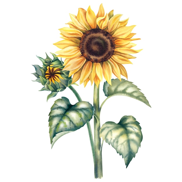 Girasol en un fondo aislado Ilustración a acuarela pintada a mano de flores de otoño Pintura de flores botánicas en estilo rústico Un clipart para invitaciones y postales