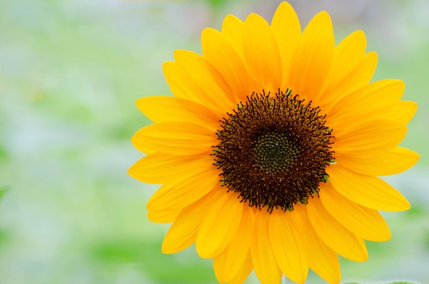 Girasol con un fondo blanco borroso