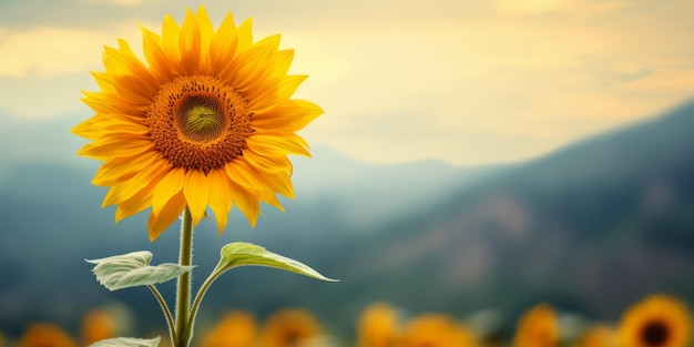 un girasol con un fondo borroso