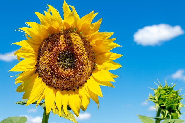 Girasol en el fondo del cielo azul