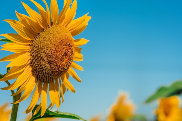 Girasol en el fondo del cielo azul