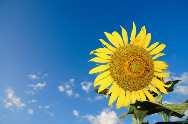 Un girasol con fondo de cielo azul