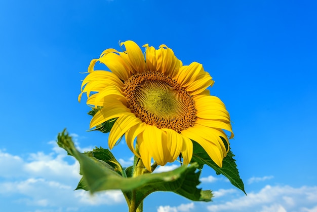 Girasol en fondo de cielo azul