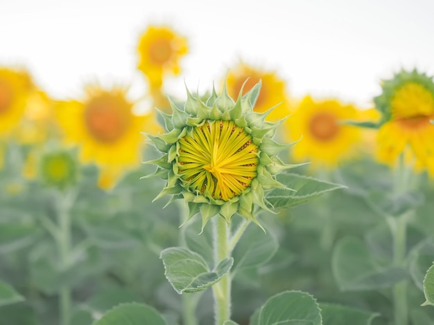 Girasol con fondo de cielo azul