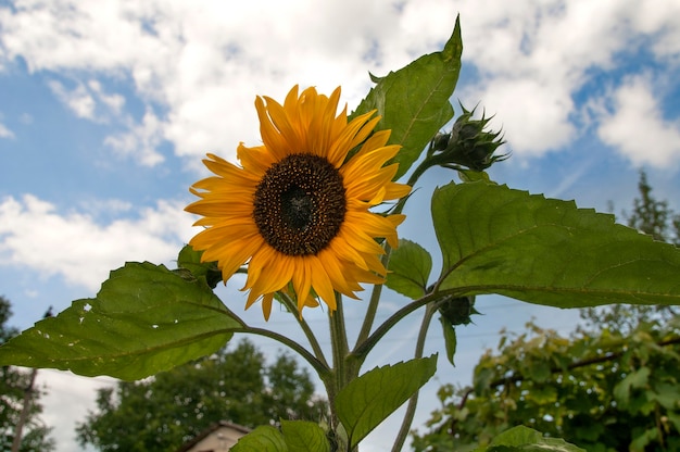 Girasol en el fondo del cielo