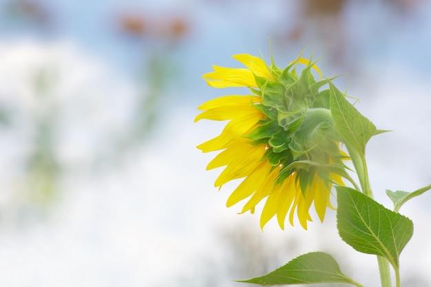 Girasol en el fondo del cielo