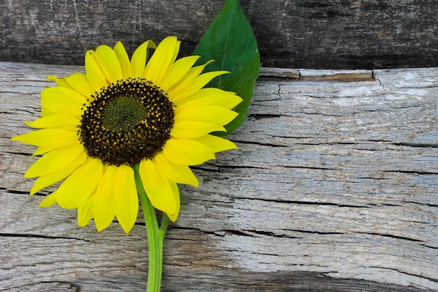 Girasol en el fondo de madera