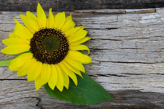 Girasol en el fondo de madera