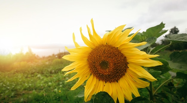 Girasol en la foto de campo con espacio de copia