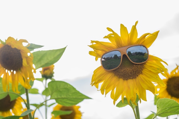 Girasol con gafas en el campo