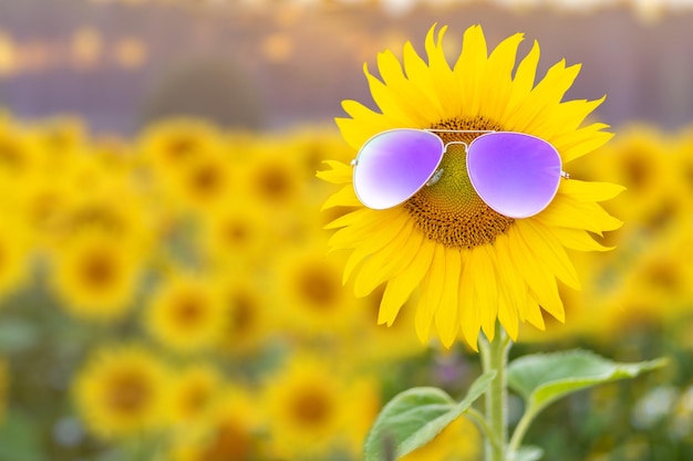 Un girasol con gafas de sol.