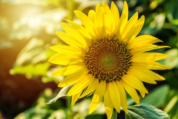 Foto el girasol gardan