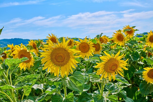 Girasol Girasoles en un día soleado