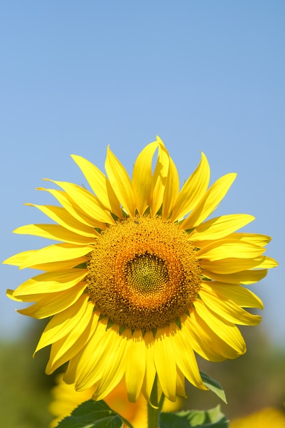 El girasol grande y perfecto se ve muy hermoso en un día de cielo brillante.