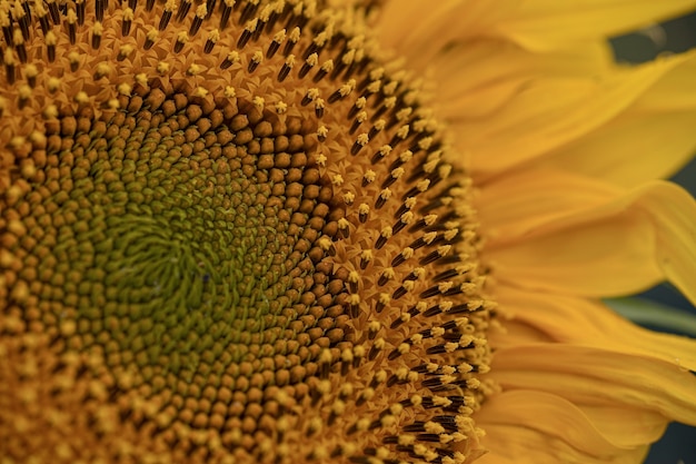 Girasol con Green Bud Sunflower Blossom - Estilos de vida saludables, ecología, agricultura orgánica, minifundio, jardinería, concepto de salud, concepto de naturaleza