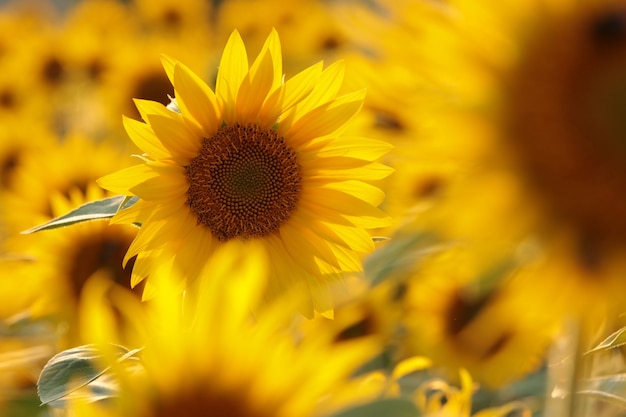 Girasol Helianthus annuus en el campo al atardecer