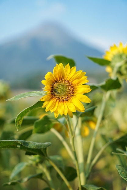 El girasol Helianthus annuus es una planta anual viva de la familia Asteraceae.