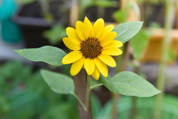 Girasol Helianthus annuus L Enano Sungold