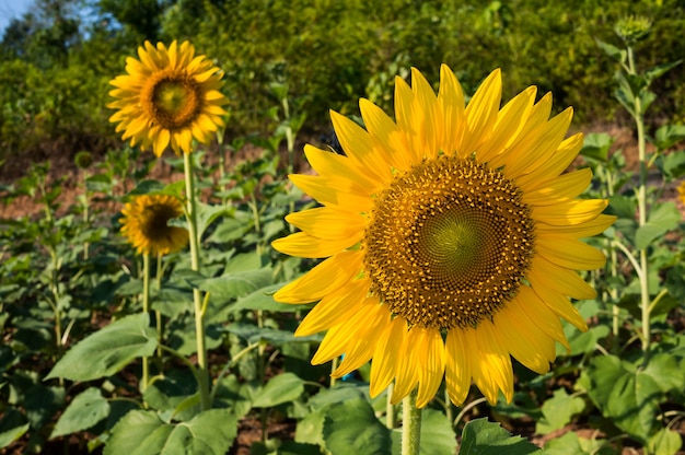 Foto girasol - helianthus annuus