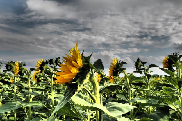 El girasol Helianthus es un género de plantas de la familia Asteraceae Dramático cielo tormentoso