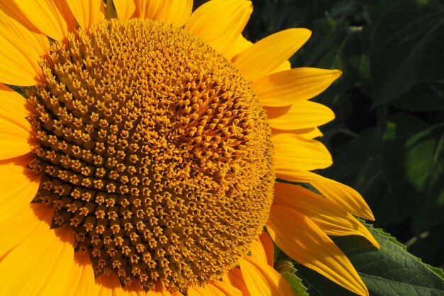 El girasol Helianthus es un género de plantas de la familia Asteraceae Girasol anual y girasol tuberoso Campo agrícola Brote floreciente con pétalos amarillos Hojas peludas Agricultura serbia