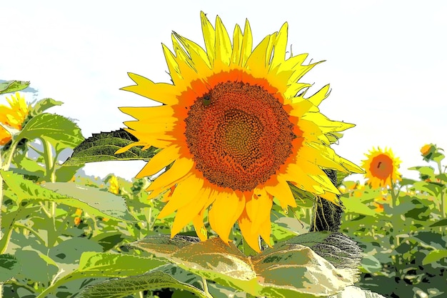 El girasol Helianthus es un género de plantas de la familia Asteraceae Girasol anual y girasol tuberoso Campo agrícola Brote floreciente con pétalos amarillos Hojas peludas Una flor grande Una abeja