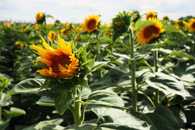 El girasol Helianthus es un género de plantas de la familia Asteraceae Girasol anual y girasol tuberoso Campo agrícola Brote floreciente con pétalos amarillos Hojas peludas Horizonte de Serbia