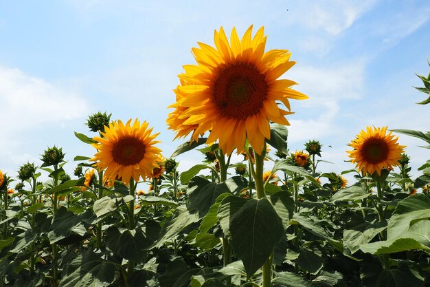 El girasol helianthus es un género de plantas de la familia de las asteráceas.