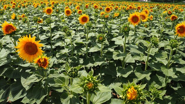 El girasol helianthus es un género de plantas de la familia de las asteráceas.