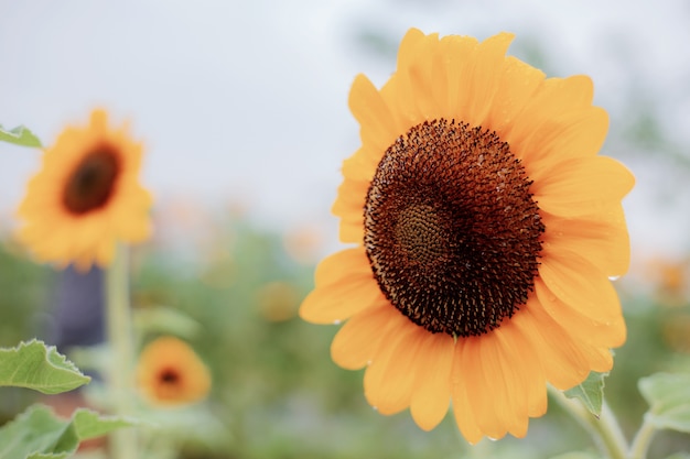 Girasol con la hermosa.