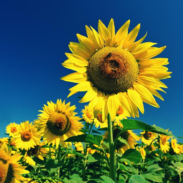 Girasol hermosas flores amarillas con cielo azul Fondo colorido de la naturaleza y concepto para el verano