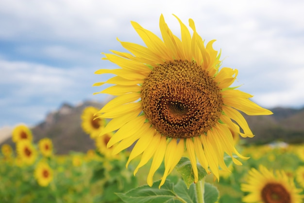 Girasol con hermoso campo en el cielo.