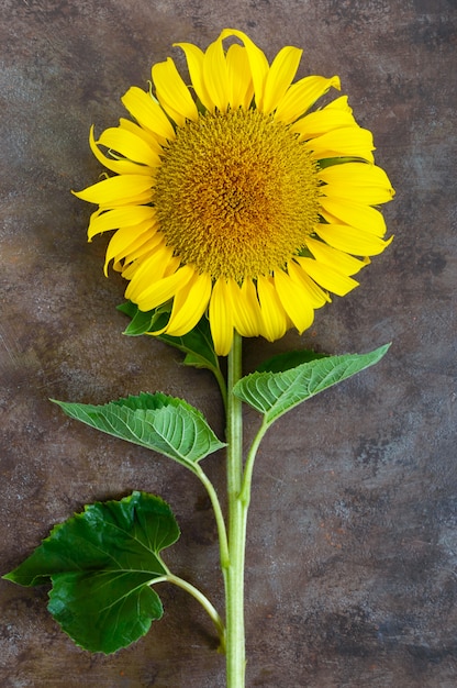 Girasol hermoso grande en superficie de la vendimia. Agricultura para la producción de petróleo.