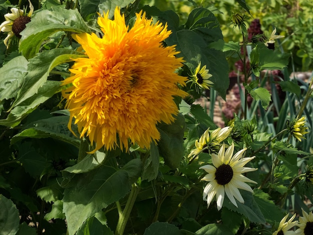 Girasol híbrido cultivado que crece en un jardín en Kent