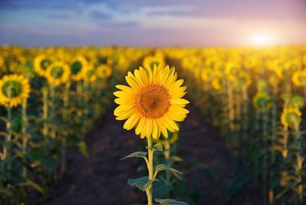 Girasol individual.