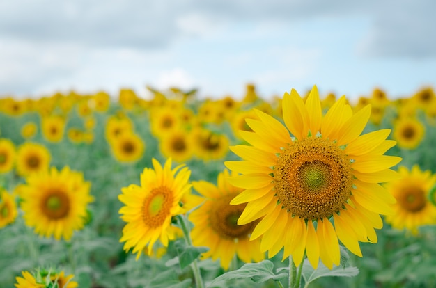 Foto girasol en el jardín. campo de girasol.