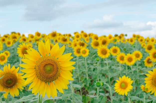 Girasol en el jardín. Campo de girasol.