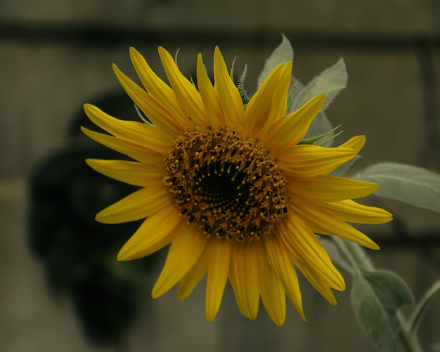 Girasol en un jardín. Foto de primer plano de girasol maduro.