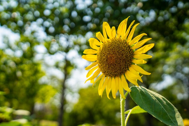 girasol en el jardín